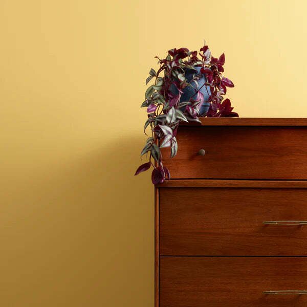 Frenchic Paint The Lazy Range - matta Hot as Mustard