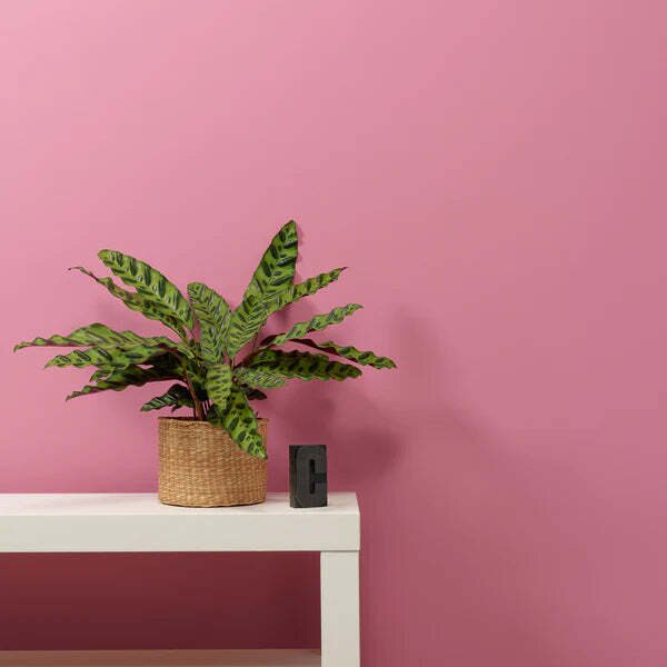 Frenchic Paint The Lazy Range - matta Love Letter